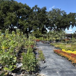 Citrus Park Landscape Nursery