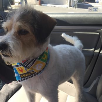 Serenity Pet Spaw - Kevin after his bath & trim! - Pet Groomers Near Me - San Diego, California
