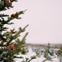 Photo of Anderson's Christmas Tree Farm