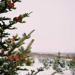Anderson's Christmas Tree Farm