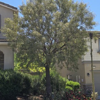 Golden Oaks Tree Care - Before - Tree Services Near Me Golden Oaks Tree Care - Before - Tree Services Near Me