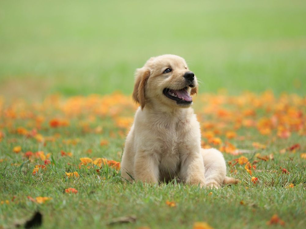 Cole’s pet care - pet boarding facility in Coosada, AL