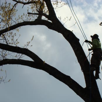 Cut N Edge Tree Solutions - Tree Services Near Me Cut N Edge Tree Solutions - Tree Services Near Me