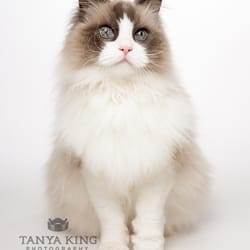 Tanya King Photography - cat photography