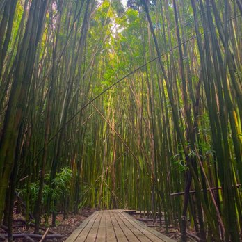 Pipiwai Trail - Bamboo Forest - Hiking Near Me - Hana,, Hawaii