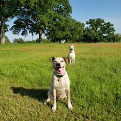 Canine Clubhouse - Off leash field day.