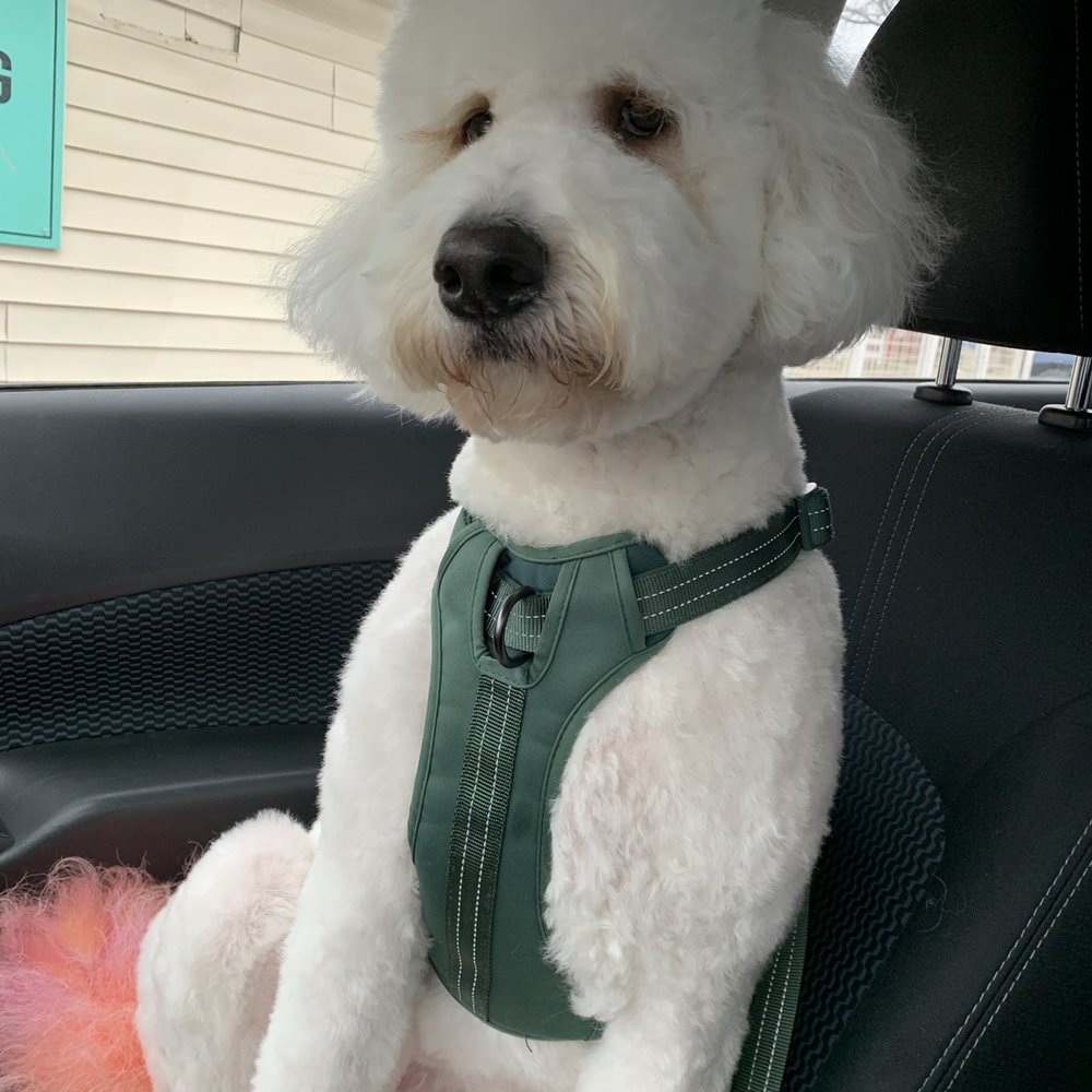 Golden doodle dog