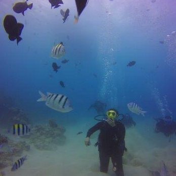 Oahu Diving - Scuba Diving Near Me - Honolulu, Hawaii Oahu Diving - Scuba Diving Near Me - Honolulu, Hawaii