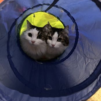 Your Kitty’s Butler - Here is a photo Gigi sent me of my two cats, Sol & Luna - Pet Boarding Near Me - South El Monte, California Your Kitty’s Butler - Here is a photo Gigi sent me of my two cats, Sol & Luna - Pet Boarding Near Me - South El Monte, California