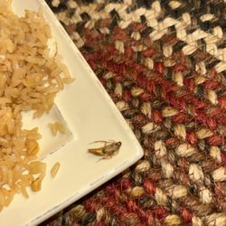 Aki Steak House & Sushi - Fried rice