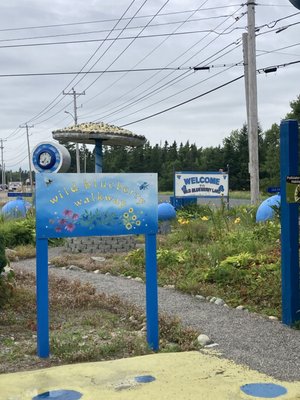 Wild Blueberry Land by null