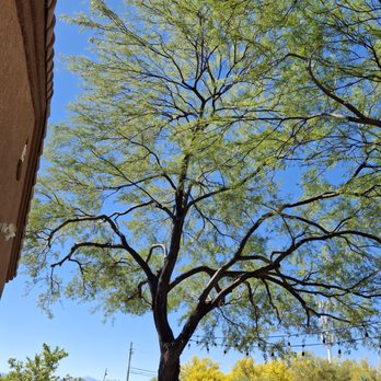 Highrise Tree Service - Know how to trim trees correctly. - Tree Services Near Me Highrise Tree Service - Know how to trim trees correctly. - Tree Services Near Me