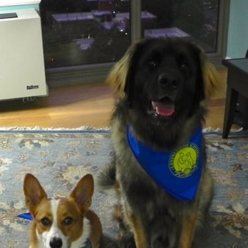 DogRelations NYC - Petzi and Cosi ready for dog training - Pet Training Near Me - New York, New York DogRelations NYC - Petzi and Cosi ready for dog training - Pet Training Near Me - New York, New York