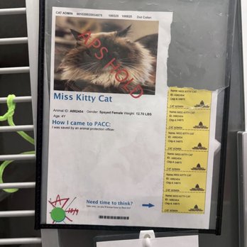 Pima Animal Care Center - She was not saved, she was stolen and forced to separate from the cat she was bonded to - Animal Shelters Near Me - Tucson, Arizona Pima Animal Care Center - She was not saved, she was stolen and forced to separate from the cat she was bonded to - Animal Shelters Near Me - Tucson, Arizona