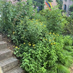 Purple Coneflower, Black Eyed Susan, Blue Mistflower, and Rosy Sedge (from top to bottom)