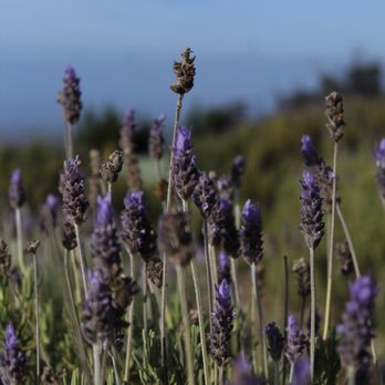 Ali'i Kula Lavender - Tours Near Me - Kula, Hawaii