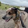 S&B Kountry Kennel