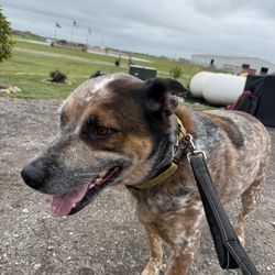 S&B Kountry Kennel