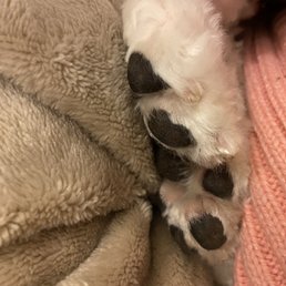 Clean and nice paws!! Clean and nice paws!!