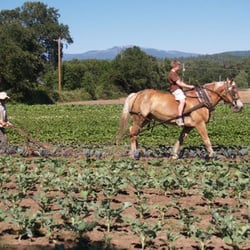 Live Power Community Farm - Cultivating broccoli and cabbage