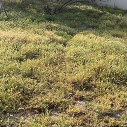 Before - completely overgrown with weeds Before - completely overgrown with weeds