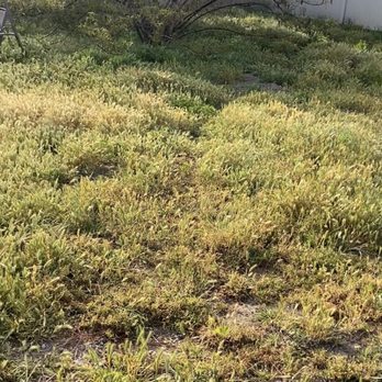 RC Artificial Grass - Before - completely overgrown with weeds - Artificial Turf Near Me - Beverly Hills, California RC Artificial Grass - Before - completely overgrown with weeds - Artificial Turf Near Me - Beverly Hills, California