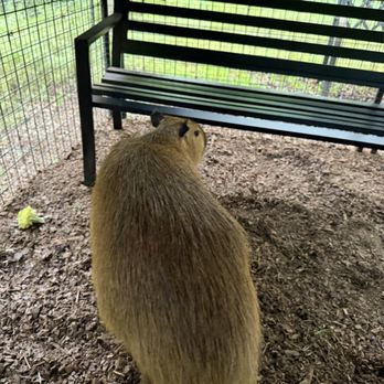The Dunham Farm - A capybara and the bench you sit on to feed them. There are 2 of these benches and room for 4 people total in the enclosure - Petting Zoos Near Me - Burleson, Texas The Dunham Farm - A capybara and the bench you sit on to feed them. There are 2 of these benches and room for 4 people total in the enclosure - Petting Zoos Near Me - Burleson, Texas