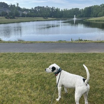 Yardsweepers - Governors Village - Pet Waste Removal Near Me Yardsweepers - Governors Village - Pet Waste Removal Near Me
