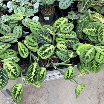 Bellevue Nursery - Nurseries & Gardening Near Me - Bellevue, Washington