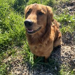 True Love Rescue - This is Ranger on his first official hike!