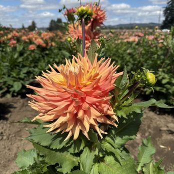 Swan Island Dahlias - Nurseries & Gardening Near Me - Canby, Oregon Swan Island Dahlias - Nurseries & Gardening Near Me - Canby, Oregon