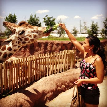 El Paso Zoo - Feeding the giraffes - Aquariums Near Me - El Paso, Texas El Paso Zoo - Feeding the giraffes - Aquariums Near Me - El Paso, Texas