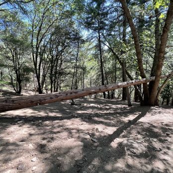 Heart Rock - Go towards the right when you see this tree - Hiking Near Me - Crestline, California