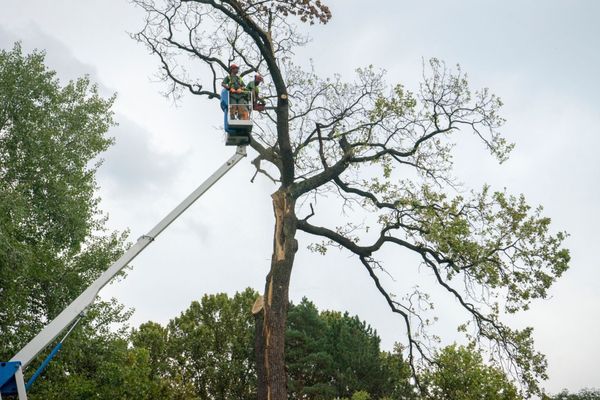 American Tree Care