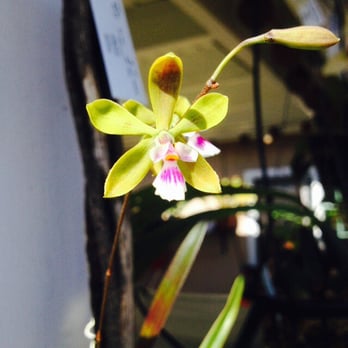 Andy's Orchids - Encyclia - Nurseries & Gardening Near Me - Encinitas, California