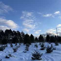 Hansen Tree Farm