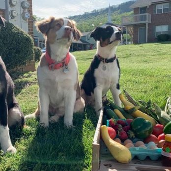 Community Helps Itself - Chi, Atma and Light, our Australian Sheppards assure quality and great taste. Woof! - Community Service/Non-Profit Near Me - Chattanooga, Tennessee