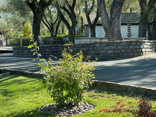 B.R. Cohn Winery by null