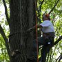 Photo of Acer Tree Service