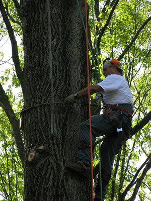 Acer Tree Service on Yelp