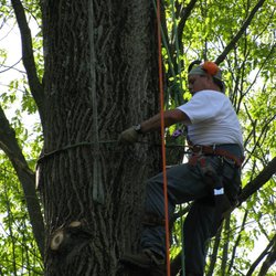 Acer Tree Service - Acer Tree Service, LLC