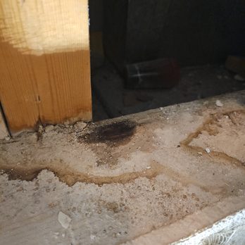 Local Plumbing, Heating & Cooling - Zoom into the next photo you will see there was no pre-existing damage or leaking there's no mold. This is new damage. - Plumbing Near Me - Aurora, Colorado Local Plumbing, Heating & Cooling - Zoom into the next photo you will see there was no pre-existing damage or leaking there's no mold. This is new damage. - Plumbing Near Me - Aurora, Colorado