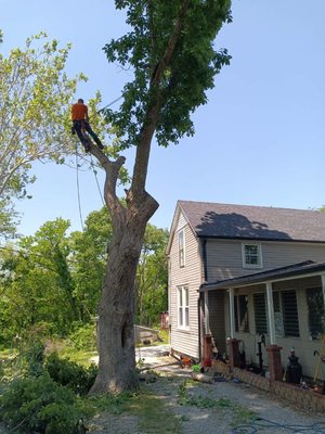 Making tree safe and beautiful - This was a family tree that was planted by the owners grandparents a long time ago we trimmed and uplifted for years.. but it had to go it was to unsafe and rotten