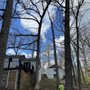 Photo of Alpine Tree Service