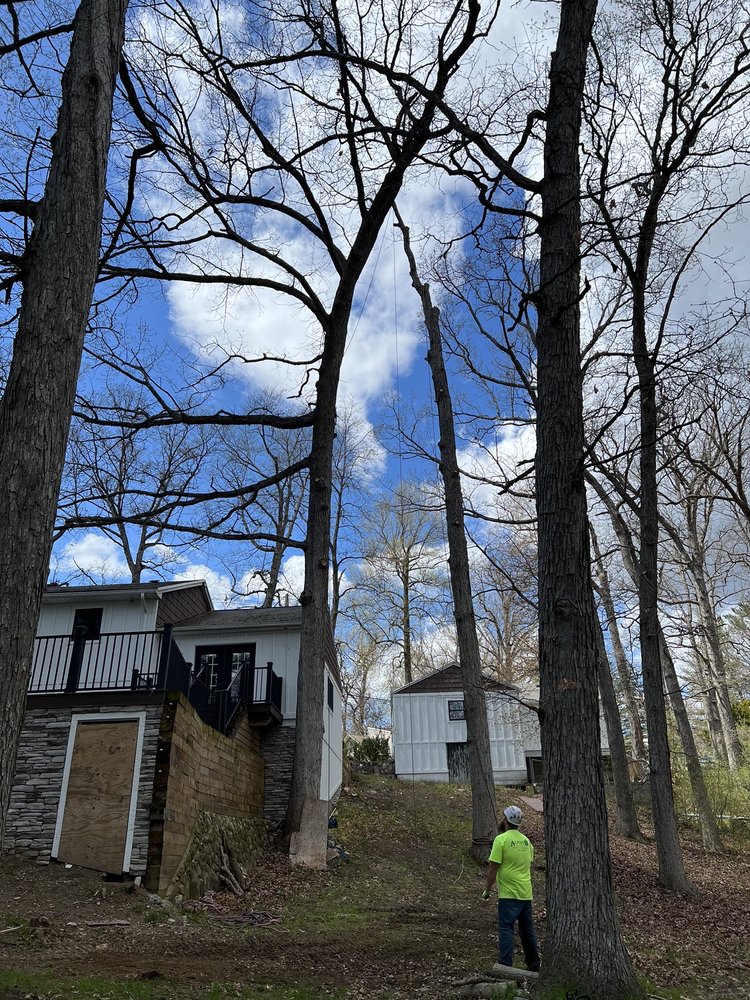 Alpine Tree Service ALPINE TREE SERVICE - Updated July 2026 - 64 Photos & 46 Reviews - 5360 ...