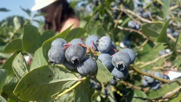 Blue Raspberry Ranch BLUEBERRY RANCH - Updated July 2026 - 44 Photos & 13 Reviews - 54743 ...
