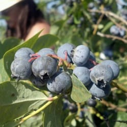 Blueberry Ranch - Blueberries!