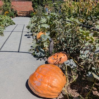 Filoli - Huge pumpkins! - Botanical Gardens Near Me - Woodside, California Filoli - Huge pumpkins! - Botanical Gardens Near Me - Woodside, California