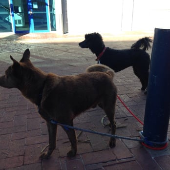Cibo Espresso - Very dog friendly! - Coffee & Tea Near Me - Henley Beach, SA
