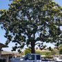Photo of C&W Tree And Landscape